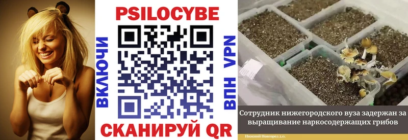 mega зеркало  площадка наркотические препараты  Псилоцибиновые грибы Magic Shrooms  Красный Кут 